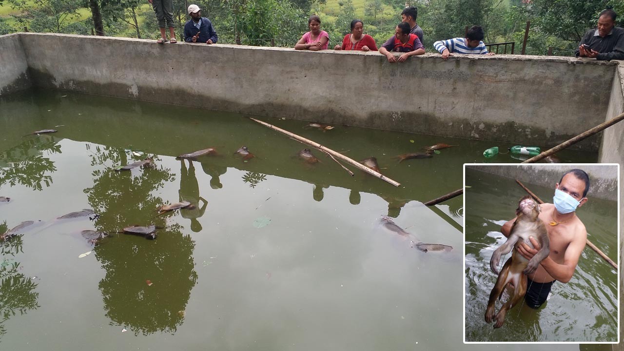 पोखरीमा डुबेर २२ बाँदर मरे,  १२ ओटाको उद्धार