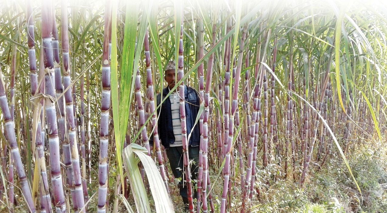 भुक्तानी नपाइ सम्झौता भएको खबरले एक उखु किसानको मृत्यु