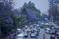 ज्याकाराण्डाको नीलो सौन्दर्यले रङ्गिएको काठमाडौँ