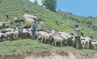 जुम्लाका भेँडापालक किसानलाई गोठालो भत्ता वितरण हुँदै
