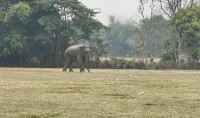 जङ्गली हात्ती मकुनाको तर्साउन हानिएको गोली लागेर मृत्यु