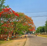 वीरेन्द्रनगर सडक छेउमा ढकमक्क फूलेका गुलमोहर 