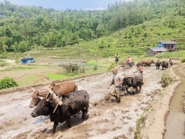 हाते ट्र्याक्टर छोड्दै गोरु पाल्दै किसान