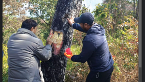 कोहलपुर–सुर्खेत प्रसारण लाइनः रूख कटान प्रक्रिया सुरु