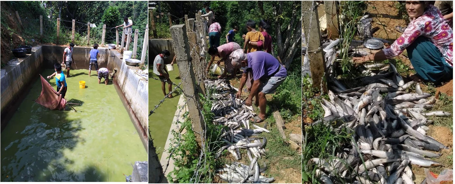 आइसोलेसनमा बसेको समयमा विष हालेर कसले पारिदियो पोखरीका माछा सखाप