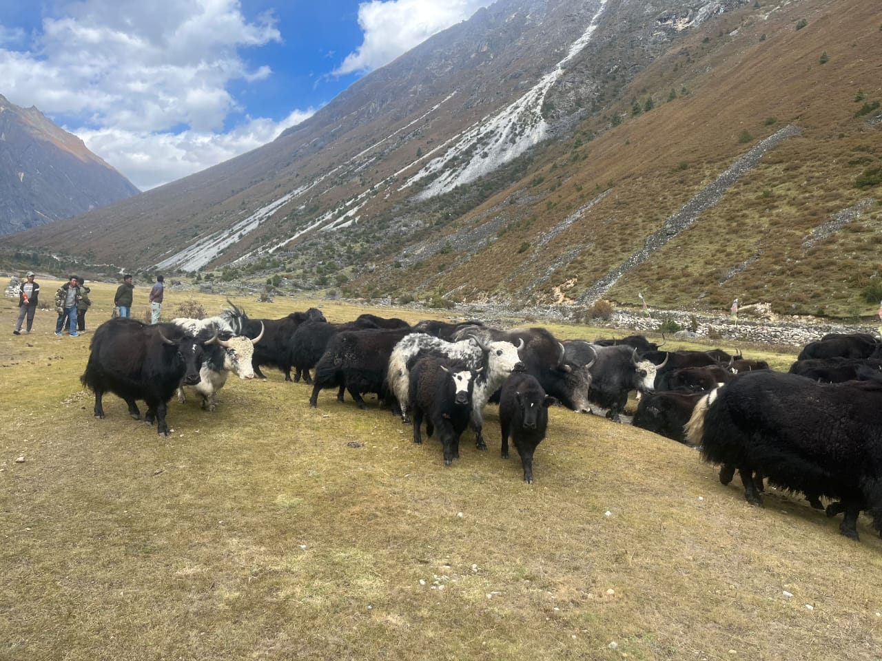 याक र चौरीहरू अज्ञात रोगले धमाधम मर्न थालेपछि कृषकहरू चिन्तामा