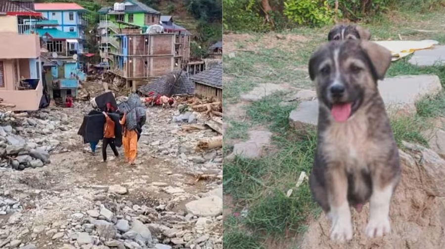कुकुरले कसरी बचायो ६७ जनाको ज्यान ?