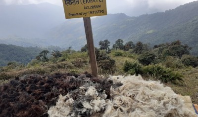 ऊन बिक्री नभएपछि भोजपुरका किसान  चिन्तामा