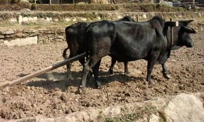 किसानलाई प्रोत्साहन गर्न हल गोरु वितरण