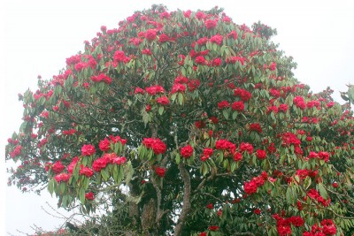 आहा ! टोड्केमा ढकमक्क लालीगुराँस फुलेपछि ...