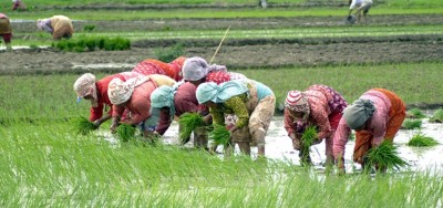 आज असार १५, राष्ट्रिय धान दिवस मनाइँदै