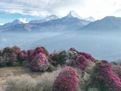 म्याग्दीका बनपाखामा लालीगुराँस हेर्नेको भीड