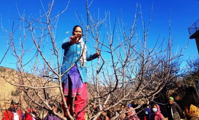 मुगुका स्याउ किसानलाई बगैँचा काँटछाँटको चटारो