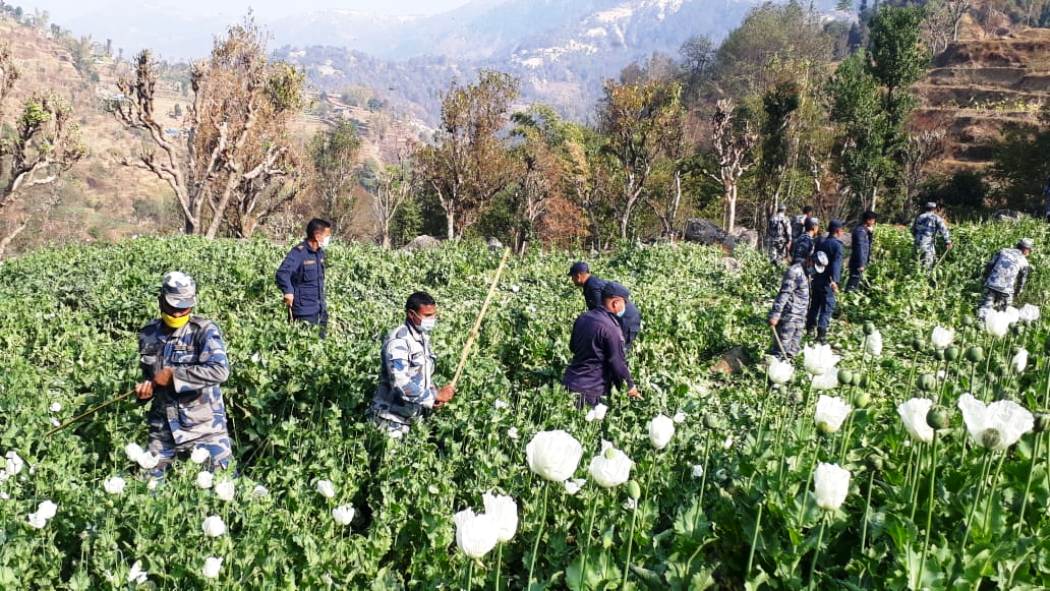 एक सय ७२ रोपनीमा लगाइएको अफिमखेती नष्ट