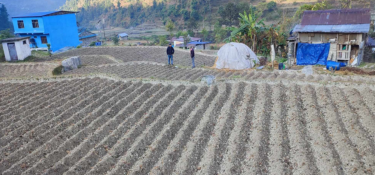 किसानलाई आलु खेतीतर्फ आकिर्षत गर्न क्षेत्र विस्तार