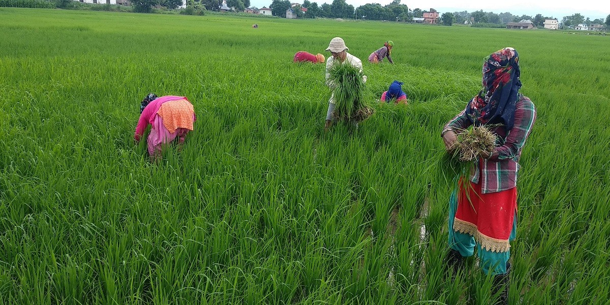 चितवनको धानखेतीमा रोगको समस्या