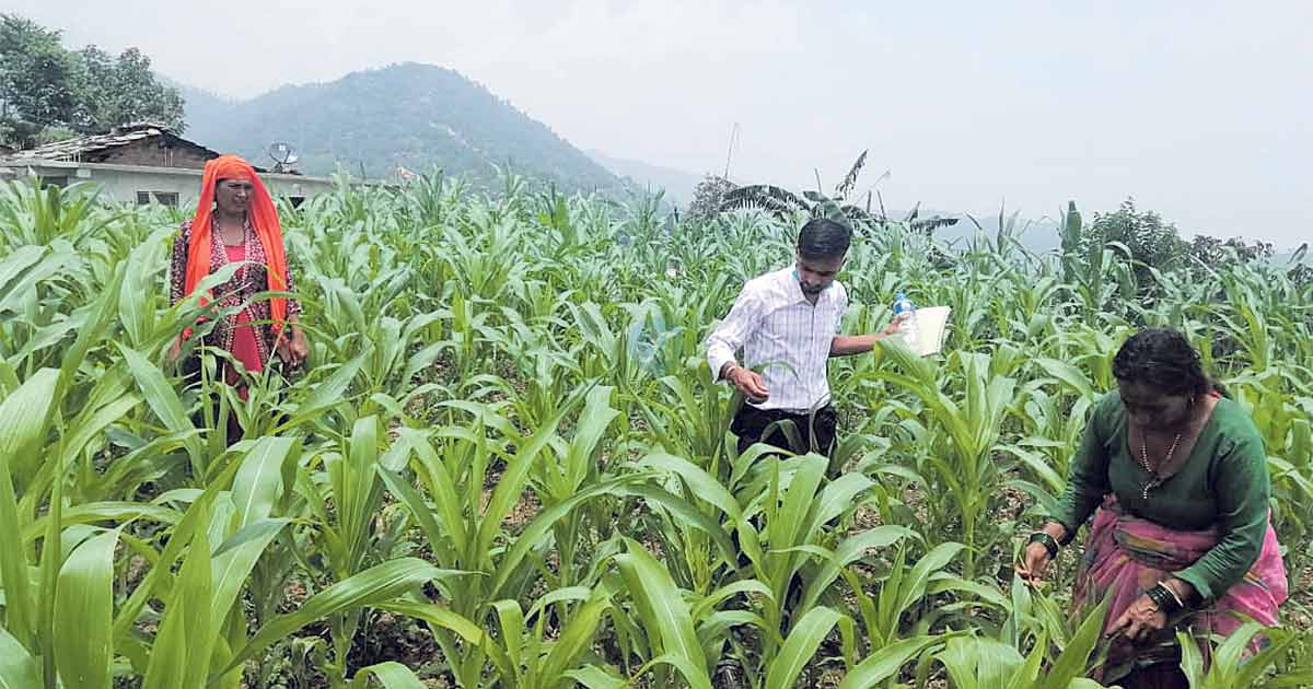 मकैबाली फौजी कीराले नष्ट गर्दा किसान चिन्तित