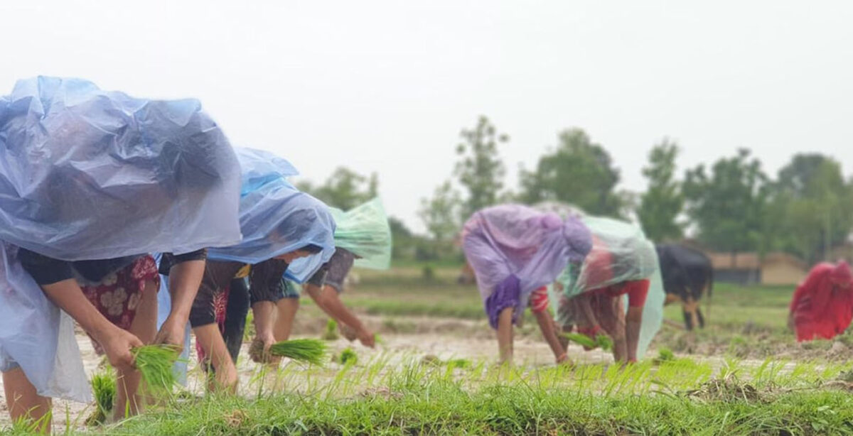 देशभर ९१ प्रतिशत धान रोपाइँ