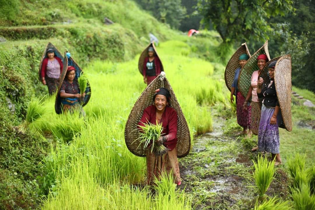 देशभर ९ लाख ५९ हजार हेक्टर क्षेत्रफलमा रोपाई सम्पन्न