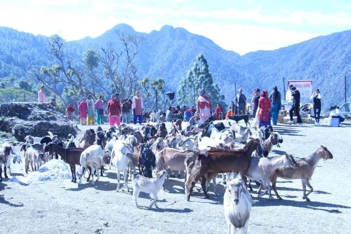 त्रिवेणीमा १३ हजार बढी पशुपंक्षीको उपचार